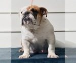 Small Photo #1 English Bulldog Puppy For Sale in NAPPANEE, IN, USA