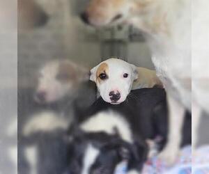 Mutt Dogs for adoption in San Antonio, TX, USA
