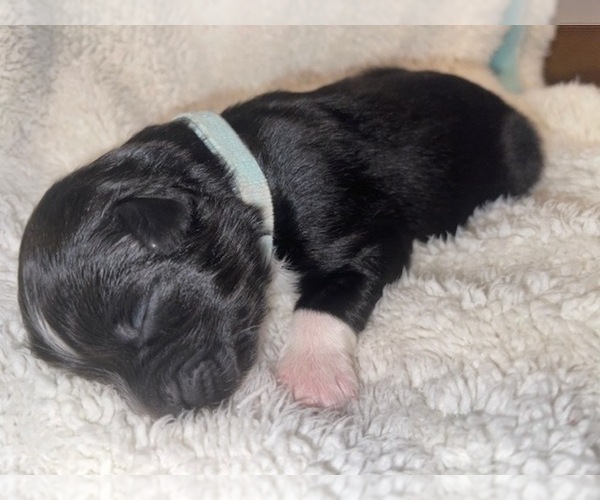 Medium Photo #8 Australian Shepherd Puppy For Sale in YADKINVILLE, NC, USA