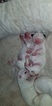 Small Photo #16 Bull Terrier Puppy For Sale in JACKSON, MI, USA