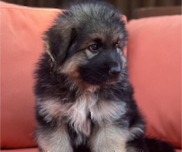 Medium Photo #6 King Shepherd Puppy For Sale in GRAND CANYON CAVERNS, AZ, USA