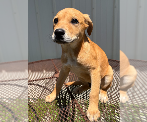 Medium Photo #7 Labrador Retriever-Unknown Mix Puppy For Sale in Bolivar, MO, USA
