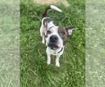 Small #3 American Pit Bull Terrier Mix