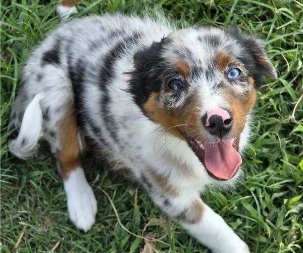 Medium Photo #21 Miniature Australian Shepherd Puppy For Sale in EVERTON, MO, USA