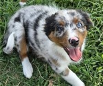 Small Photo #21 Miniature Australian Shepherd Puppy For Sale in EVERTON, MO, USA