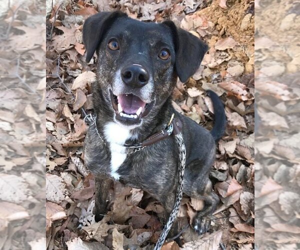 Medium Photo #4 Beagle-Unknown Mix Puppy For Sale in Rockaway, NJ, USA