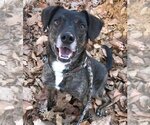 Small #3 Beagle Mix