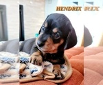 Small Photo #2 Dachshund Puppy For Sale in THORNTON, CO, USA