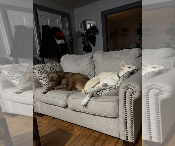 Medium Photo #6 American Pit Bull Terrier-Unknown Mix Puppy For Sale in Brewster, NY, USA