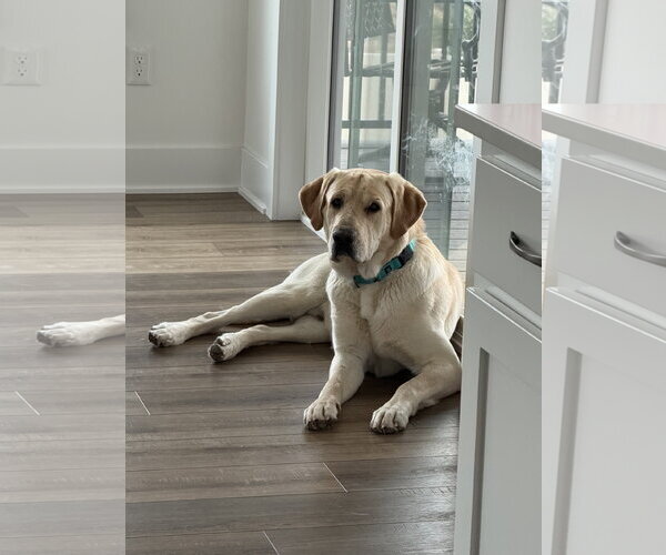 Medium Photo #4 Labrador Retriever Puppy For Sale in Omaha, NE, USA
