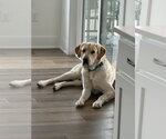 Small #3 Labrador Retriever