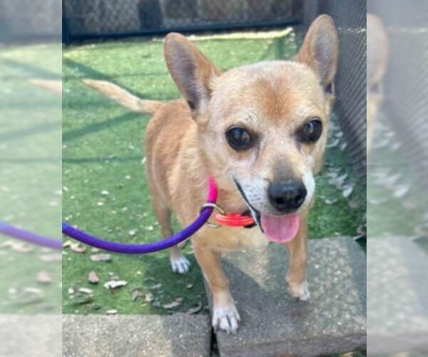 Medium Photo #6 Chihuahua-Unknown Mix Puppy For Sale in Woodbury, NY, USA