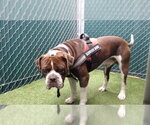 Small Bullmastiff