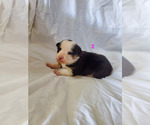 Small Photo #7 Pembroke Welsh Corgi Puppy For Sale in WESTMORELAND, TN, USA