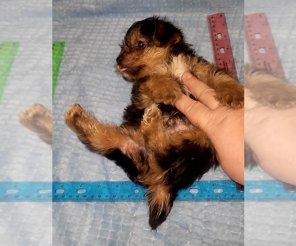 Medium Photo #126 Yorkshire Terrier Puppy For Sale in AKRON, OH, USA