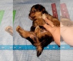 Small Photo #312 Yorkshire Terrier Puppy For Sale in AKRON, OH, USA
