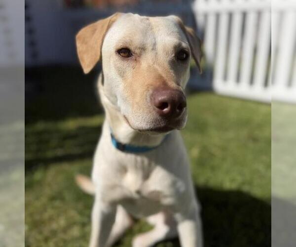Medium Photo #2 Labrador Retriever-Unknown Mix Puppy For Sale in San Diego, CA, USA