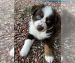 Small Photo #3 Miniature Australian Shepherd Puppy For Sale in LOWGAP, NC, USA