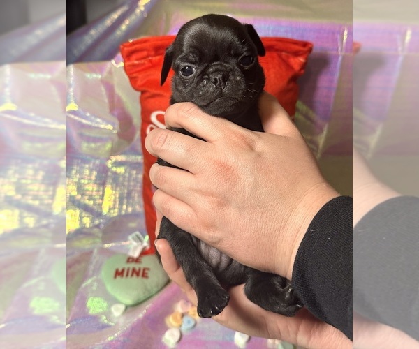 Medium Photo #3 Pug Puppy For Sale in MOUNT WASHINGTON, KY, USA