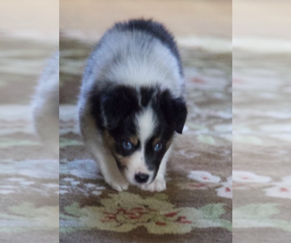 Medium Photo #14 Australian Shepherd Puppy For Sale in GREER, SC, USA