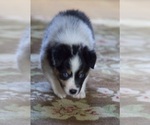 Small Photo #14 Australian Shepherd Puppy For Sale in GREER, SC, USA