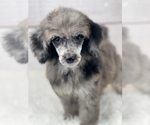 Poodle (Toy) Puppy for sale in HUFFMAN, TX, USA