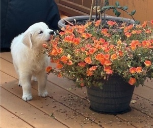 English Cream Golden Retriever Puppy for sale in FRANKLIN, TN, USA