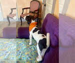 Small #2 Labrador Retriever Mix
