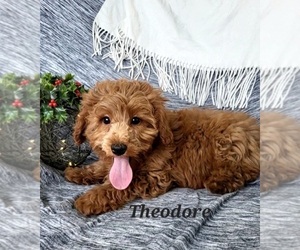 Cavapoo Puppy for Sale in COLBY, Wisconsin USA