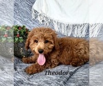 Small Photo #1 Cavapoo Puppy For Sale in COLBY, WI, USA