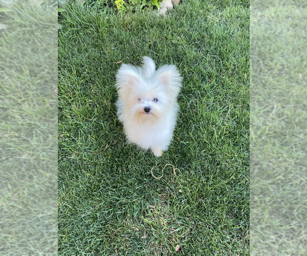 Medium Photo #4 Bichon Frise-Morkie Mix Puppy For Sale in Chisinau, Chisinau Municipality, Moldova