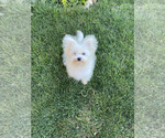 Small #3 Bichon Frise-Morkie Mix