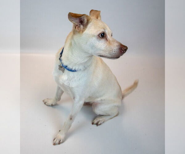 Medium Photo #5 Labrador Retriever-Unknown Mix Puppy For Sale in Kennesaw, GA, USA