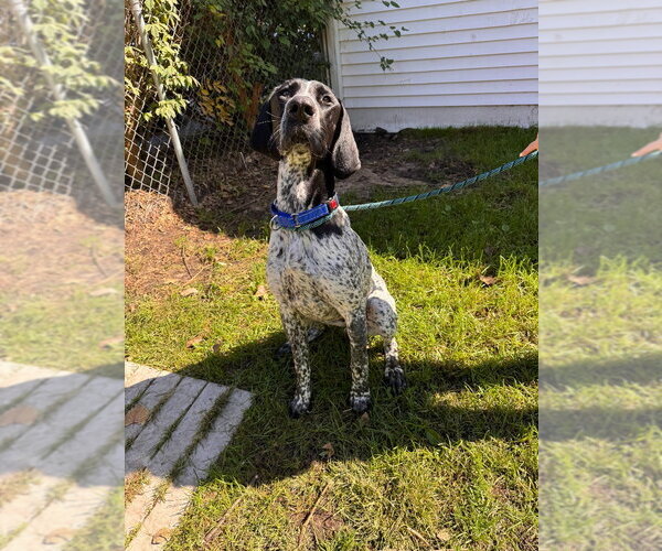 Medium Photo #3 German Shorthaired Pointer Puppy For Sale in Muskegon, MI, USA