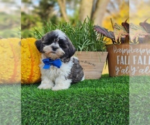 ShihPoo Puppy for sale in INDIANAPOLIS, IN, USA