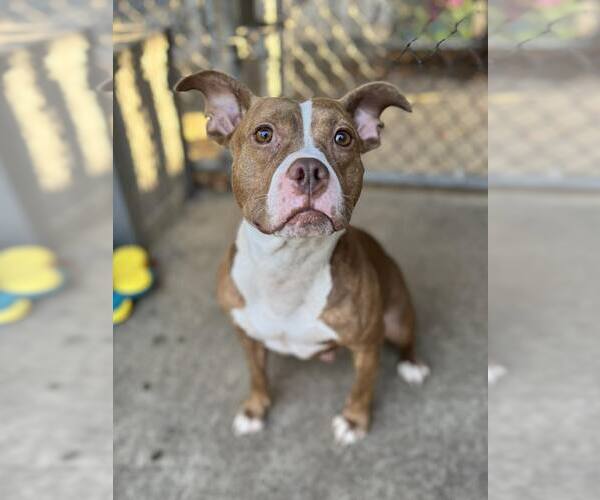 Medium Photo #6 American Pit Bull Terrier-Unknown Mix Puppy For Sale in Crete, IL, USA