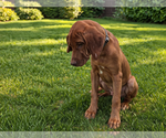 Small #2 Rhodesian Ridgeback
