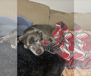 Dexter - Male American Pit Bull Terrier-Labrador Retriever Mix Dog for Adoption - Photo #4