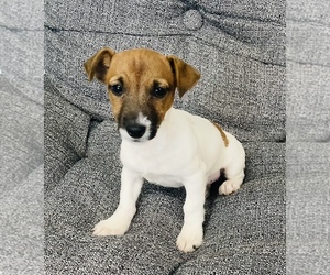 Jack Russell Terrier Puppy for sale in CINCINNATI, OH, USA