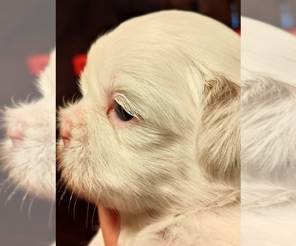 Medium Photo #1 Shih Tzu Puppy For Sale in FANNING SPGS, FL, USA
