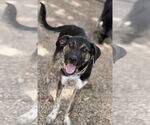 Small #1 Labrador Retriever Mix