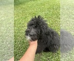 Small #1 F2 Aussiedoodle