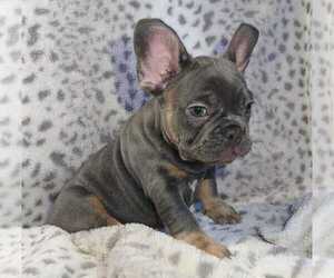 French Bulldog Puppy for sale in HIALEAH, FL, USA