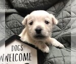 Small Photo #2 West Highland White Terrier Puppy For Sale in ROLLA, MO, USA