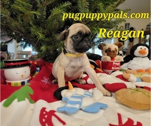 Pug Puppy for sale in SPRING HILL, FL, USA