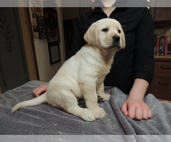 Medium Photo #5 Labrador Retriever Puppy For Sale in ELLENSBURG, WA, USA