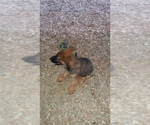 Small Photo #5 Malinois Puppy For Sale in MOULTRIE, GA, USA
