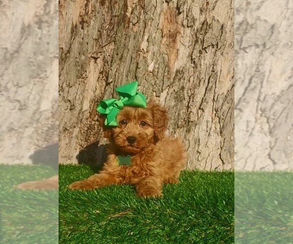 Medium Photo #1 Goldendoodle (Miniature) Puppy For Sale in INDIANAPOLIS, IN, USA