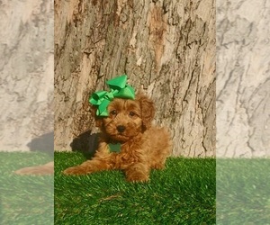 Goldendoodle (Miniature) Puppy for sale in INDIANAPOLIS, IN, USA