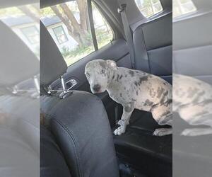 Catahoula Leopard Dog-Unknown Mix Dogs for adoption in San Antonio, TX, USA